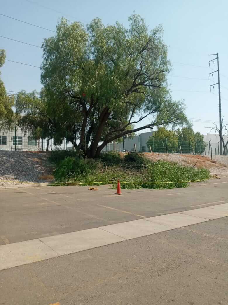 Mantenimiento de árboles en red aérea, fotografía 10