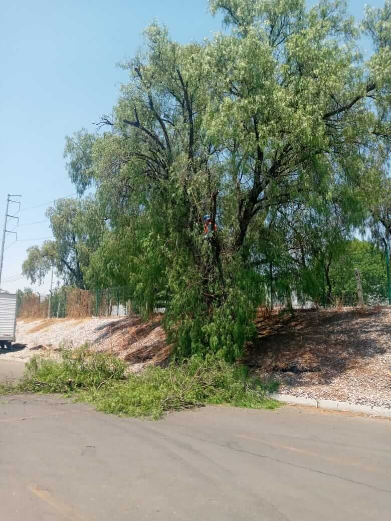 Mantenimiento de árboles en red aérea, fotografía 2
