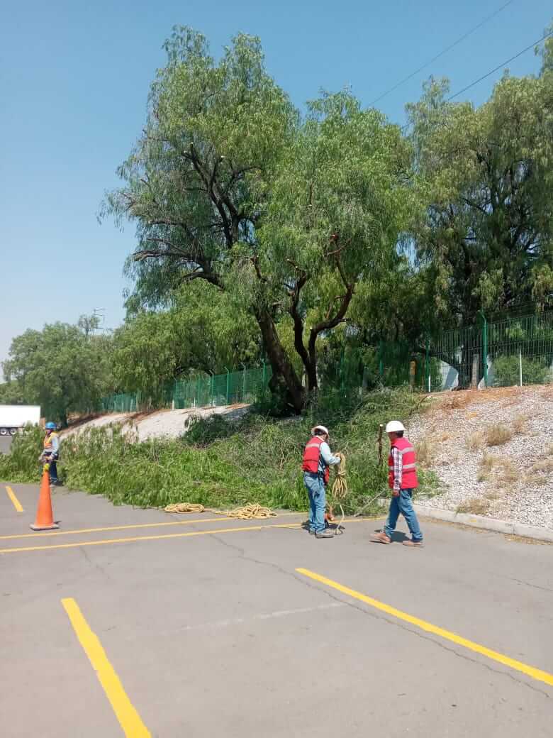 Mantenimiento de árboles en red aérea, fotografía 3