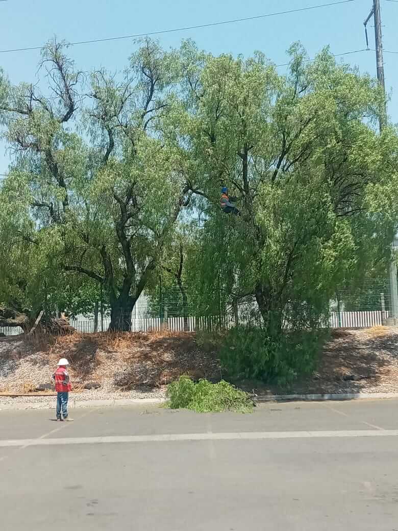 Mantenimiento de árboles en red aérea, fotografía 5