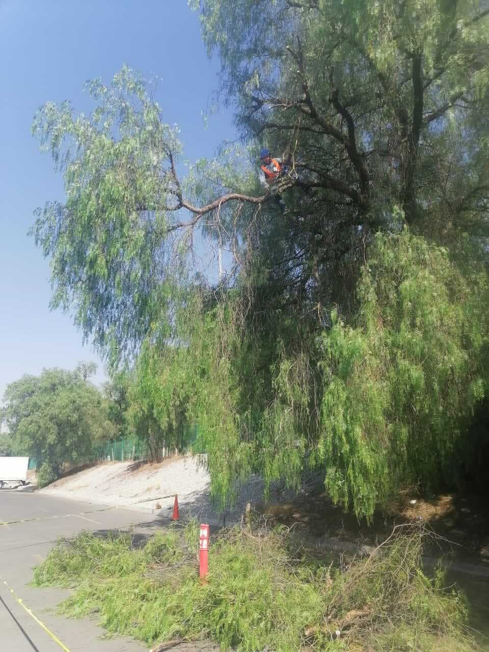 Mantenimiento de árboles en red aérea, fotografía 8