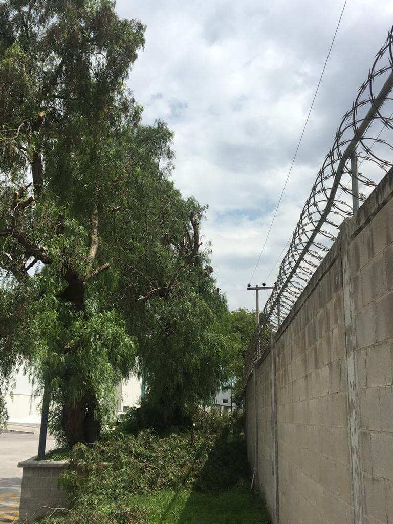 Poda cercana a línea de media tensión, fotografía 4