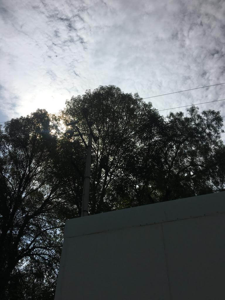 Poda cercana a línea de media tensión, fotografía 6
